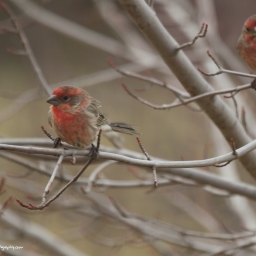 Winter’s Day House Finches