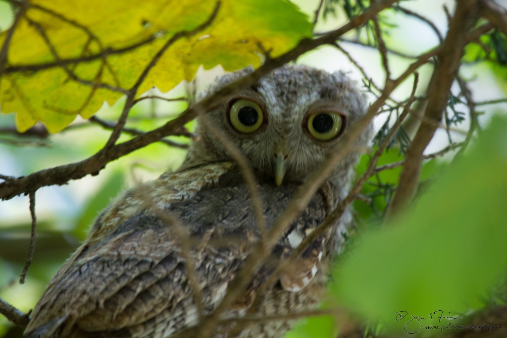 Screech Owl-3361